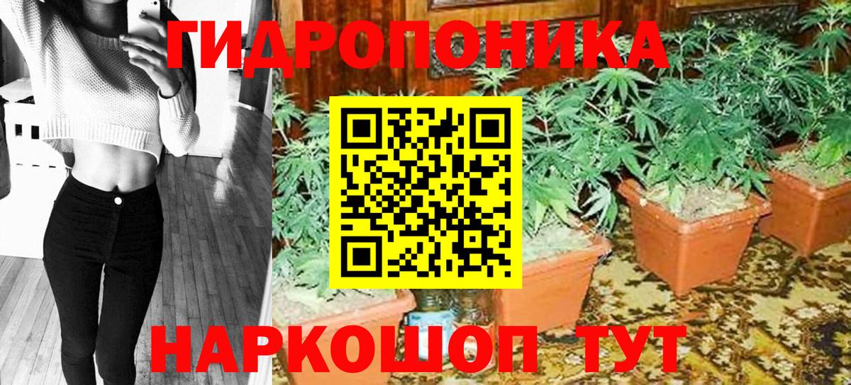 Конопля OG Kush Осинники